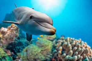 dolphin underwater on reef background photo