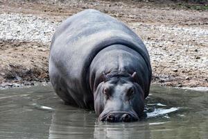 hipopótamo hipopótamo cerrar retrato foto