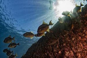 Trigger fish titan defending its nest underwater photo