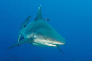 grey white shark jaws ready to attack you photo