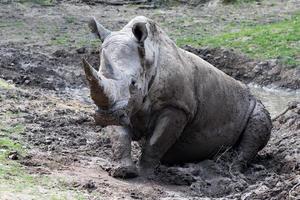 african white rhino portrait while relaxing photo