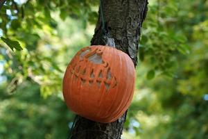 carved halloween pumpkin hanging froma a tree photo