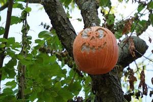 carved halloween pumpkin hanging froma a tree photo