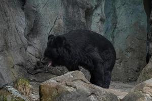 moon bear ursus thibetanus hymalaia asia animal photo