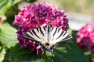 cola de golondrina mariposa machaon cerrar retrato foto