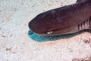 white tip reef shark ready to attack underwater photo