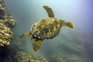 greenn turtle close up portrait underwater photo