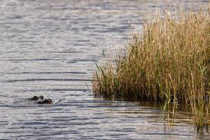 Florida Alligator in everglades close up portrait photo