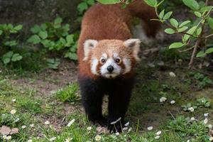 red panda close up portrait photo