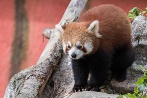 red panda close up portrait photo