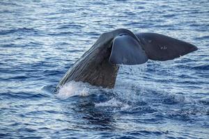 Sperm Whale at sunset in mediterranean Sea photo