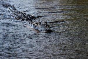 Florida Alligator in everglades close up portrait photo