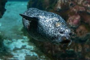 monk seal coming to you photo