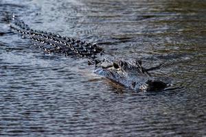 Florida Alligator in everglades close up portrait photo