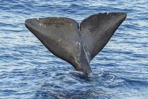 Sperm Whale tail while going down at sunset photo