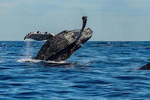 humpback whale while jumping breaching photo