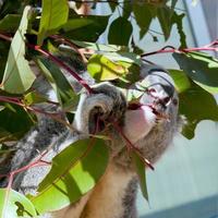 A koala while eating on a tree photo