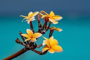 frangipani flower isolated on turquoise water background photo