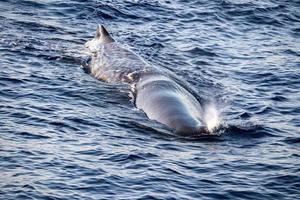 Sperm Whale head at sunset while blowing photo