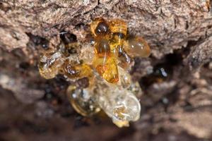 tree natural amber resin detail close up photo