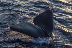 Sperm Whale at sunset in mediterranean Sea photo