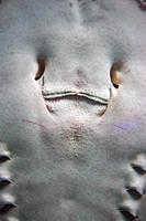 spotted ray smiling face close up photo