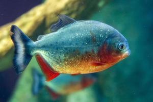 piranha fish close up underwater photo