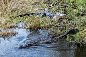 Florida Alligator in everglades close up portrait photo