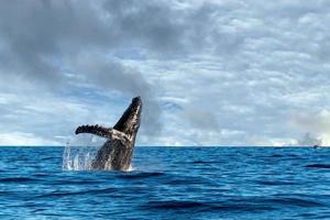 humpback whale breaching photo