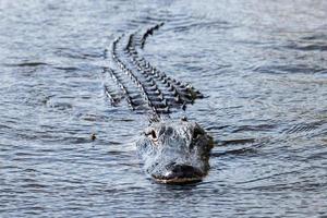 Florida Alligator in everglades close up portrait photo