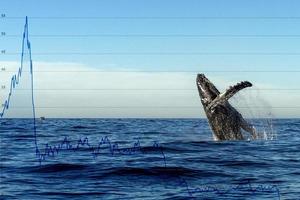 humpback whale breaching photo