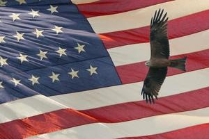 Eagle on star and stripes flag background photo