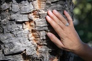 mujer, mano, en, corteza de árbol de corcho foto