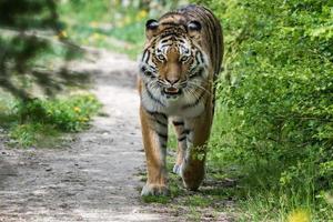 Siberian tiger ready to attack looking at you photo