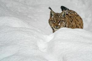 lynx in the snow forest portrait photo