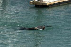 sea lion in cabo san lucas harbor baja california sur mexico photo