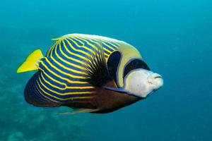 Adult Emperor angel fish photo