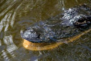 Florida Alligator in everglades close up portrait photo