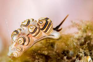 Colorful donut nudibranch close up macro detail photo