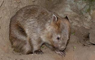 A wombat bear from Australia close up portrait photo