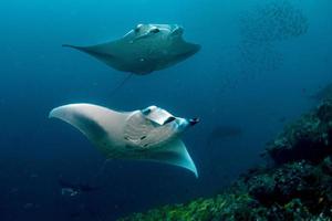 Manta underwater in the blue ocean background photo