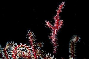 red ornate ghost fish isolated on black photo