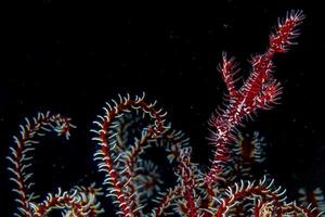 red ornate ghost fish isolated on black photo