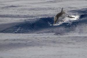 Striped dolphin stenella while jumping photo