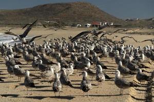 pelican seagull many birds in baja california beach mexico photo