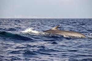 Fin Whale endangered specie rare to see photo