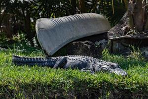 Florida Alligator in everglades near canoe photo
