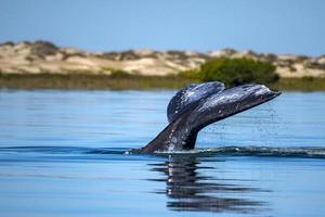 grey whale tail going down in ocean at sunset photo