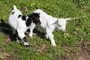 Just born white goatling nannie photo