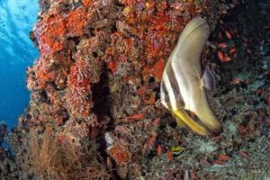 pez murciélago bajo el agua en Maldivas foto